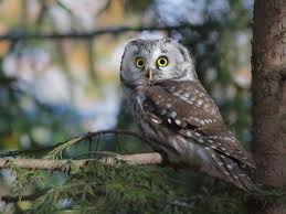 Image result for Aegolius funereus