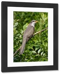 Image result for Coccyzus americanus