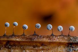 Attēlu rezultāti vaicājumam “Didymium megalosporum macro”