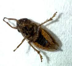 Attēlu rezultāti vaicājumam “Philaenus spumarius nymph”