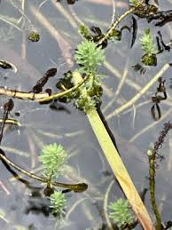 「粉綠狐尾藻」的圖片搜尋結果