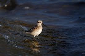 Attēlu rezultāti vaicājumam “Calidris falcinellus”
