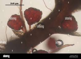 Attēlu rezultāti vaicājumam “Bryum rubens”