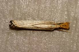 Attēlu rezultāti vaicājumam “Crambus”