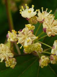 Attēlu rezultāti vaicājumam “Menispermum dauricum leaf”