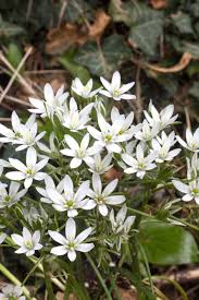 Attēlu rezultāti vaicājumam “Ornithogalum umbellatum”
