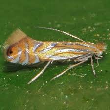 Attēlu rezultāti vaicājumam “Phyllonorycter sp.”