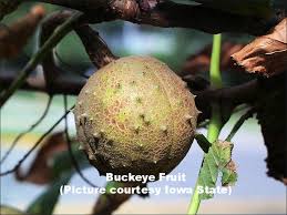 Attēlu rezultāti vaicājumam “Aesculus x hybrida fruit”