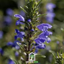 Image result for Dracocephalum moldavicum