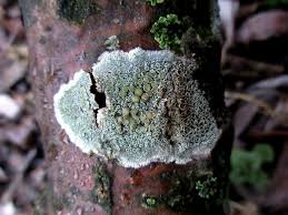 Attēlu rezultāti vaicājumam “Lecanora chlarotera”