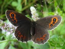 Attēlu rezultāti vaicājumam “Erebia aethiops upperside”