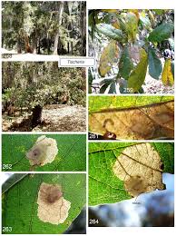 Attēlu rezultāti vaicājumam “Tischeria complanella larva”