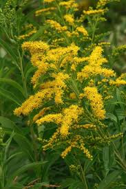 Image result for Solidago virgaurea