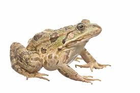 Attēlu rezultāti vaicājumam “Pelophylax juvenile”