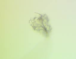 Attēlu rezultāti vaicājumam “Paradiacheopsis rigida”