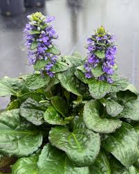 Attēlu rezultāti vaicājumam “Ajuga reptans flower”