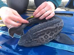 Image result for South Axholme Sharks Asc