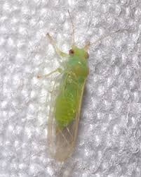 Attēlu rezultāti vaicājumam “Psylla alni”