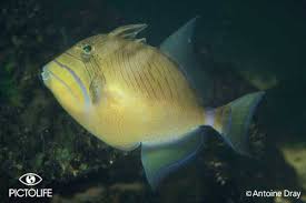 Image result for Balistes vetula