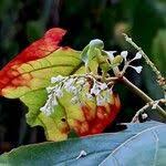 Attēlu rezultāti vaicājumam “Reynoutria sachalinensis fruit”