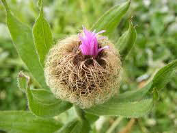 Image result for Centaurea pseudophrygia