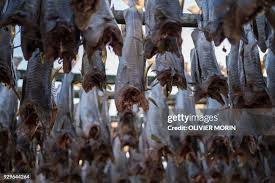 Image result for Arctogadus glacialis