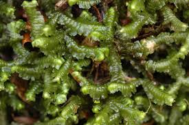 Attēlu rezultāti vaicājumam “Bazzania trilobata”