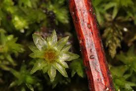 Attēlu rezultāti vaicājumam “Mnium hornum sporophyte”