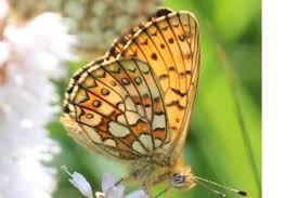 Attēlu rezultāti vaicājumam “Boloria eunomia”