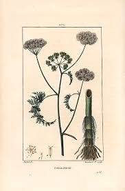 Attēlu rezultāti vaicājumam “Oenanthe aquatica flower”