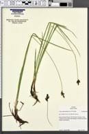 Attēlu rezultāti vaicājumam “Carex appropinquata fruit”