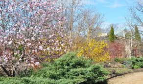 Attēlu rezultāti vaicājumam “Forsythia”