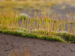 Attēlu rezultāti vaicājumam “Tortula muralis sporophyte”