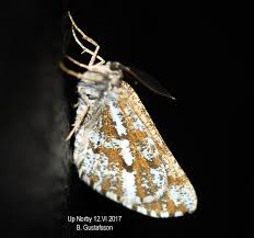 Attēlu rezultāti vaicājumam “Bupalus piniaria male”