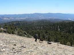 Image result for site:net pino◆MatthewZ8E