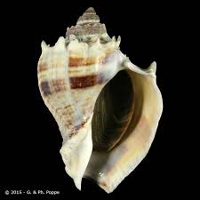 Image result for Melongena corona