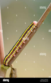 Attēlu rezultāti vaicājumam “Ceramica pisi larva”