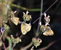Attēlu rezultāti vaicājumam “Coenonympha hero underside”