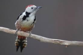 Attēlu rezultāti vaicājumam “Dendrocopos medius adult”