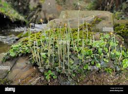 Attēlu rezultāti vaicājumam “Conocephalum”