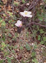 Attēlu rezultāti vaicājumam “Podophyllum hexandrum”