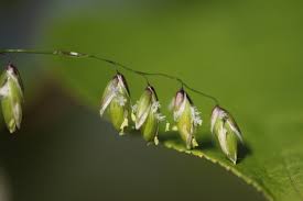 Attēlu rezultāti vaicājumam “Melica nutans flower”