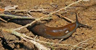 Attēlu rezultāti vaicājumam “Arion lusitanicus adult”