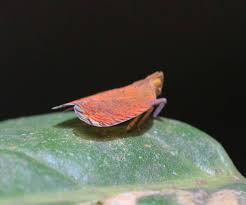 Attēlu rezultāti vaicājumam “Amaurochaete fusiformis macro”