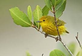 Image result for Dendroica petechia