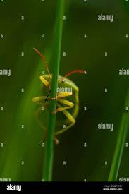 Attēlu rezultāti vaicājumam “Palomena prasina imago”