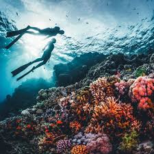 Image result for Haslemere Sub Aqua Club