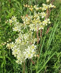 Attēlu rezultāti vaicājumam “xComagaria rosea”