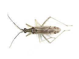 Attēlu rezultāti vaicājumam “Dicyphus sp.”