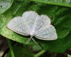 Attēlu rezultāti vaicājumam “Cabera exanthemata”